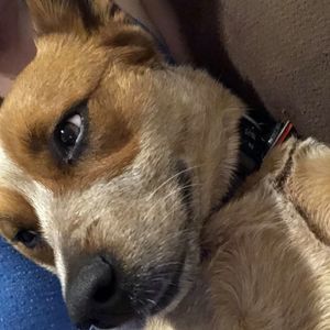 Meet your Posher, Britt